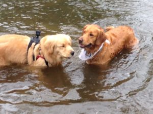 Two golden retrievers cool off in Ridley Creek