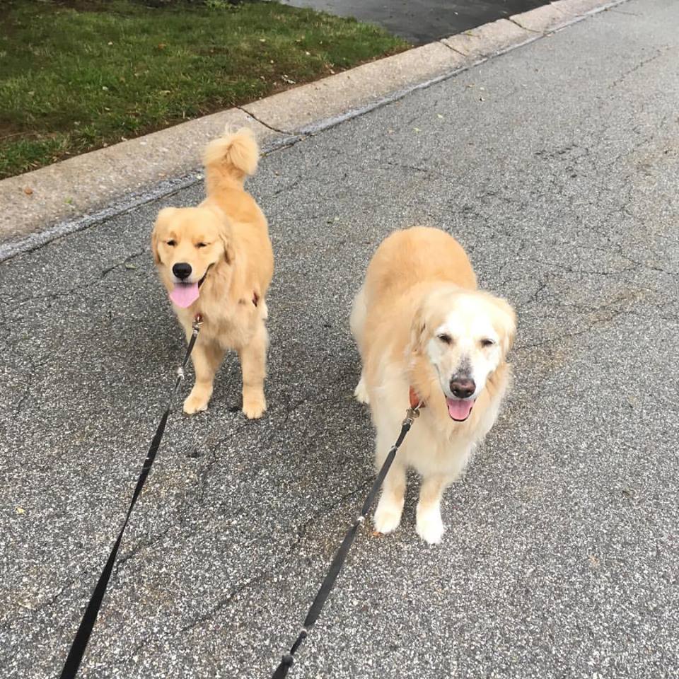Gus and Zeke Getting Ready for a Walk