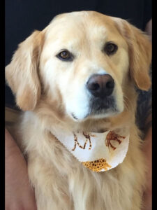 Golden Retriever George sitting with a bandanna 